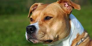 The american staffordshire terrier (am staff) is extremely strong for its size. American Staffordshire Terrier Amstaff Dinoanimals Com