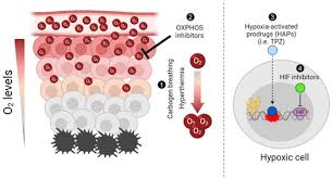 Image result for Hypoxis sp. A (as per FZ 12-3)