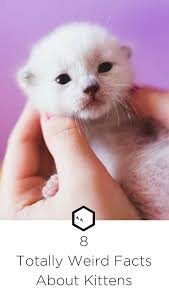 Cats come in an amazing variety of colors and patterns. 8 Amazing Facts About Kittens Every Cat Owner Should Know Kittens Cat Facts Kittens Cutest