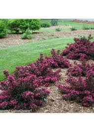 Image result for Weigela
