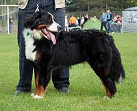 Check out all facts, health problems & price. Bernese Mountain Dog Wikipedia