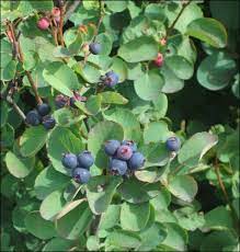 The city of saskatoon takes its name from a cree word for the sweet, fleshy fruits, which were of prime importance to aboriginal people and early settlers. Care And Keeping Of Saskatoon Berries Battlefords News Optimist