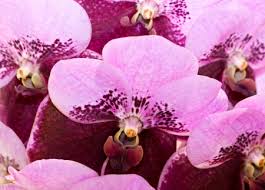 Image result for Barleria gueinzii