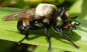 We did not find results for: Bee Like Robber Fly Eats Japanese Beetle What S That Bug