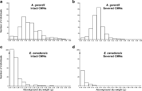 Image result for Andropogon canaliculatus