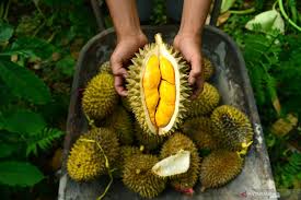 Susahnya nak fokus buat kerja, dahlah penting nak submit kejap lagi. Makan Durian Bersama Manggis Bolehkah Antara News