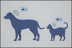 Upon the delivery of your items at the new residence, flystar movers international's expert crew will unload, unpack, assemble and arrange all your items in the respective rooms, according to your instructions. Bringing Pets To Jordan Import Requirements Pets2fly
