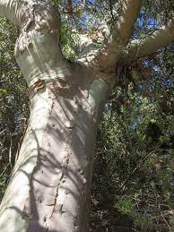 Image result for Eucalyptus citriodora