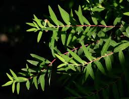 Image result for Hypericum roeperianum