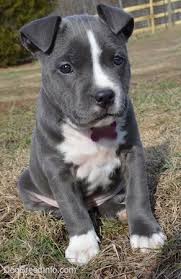 mia the american bully 8 weeks old