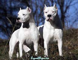 The Cutest Mixed Dog Breeds Dog Breeds Hybrid Dogs Dog Argentino