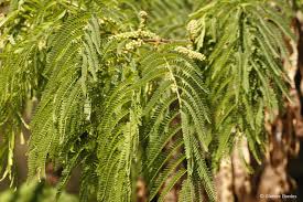 Image result for Acacia afra
