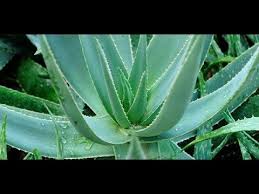 Cette Plante Ne Devrait Jamais Manquer A Votre Maison Apres Cette Video Vous Irez Vite En Chercher Youtube Plante Jardinage Grosfillex