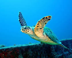 The hawksbill sea turtle (eretmochelys imbricata) is an endangered species of turtle. Adw Eretmochelys Imbricata Information