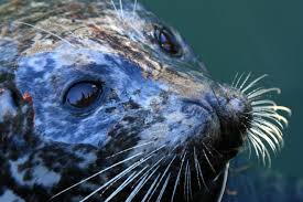 The city of vernon has updated its evacuation alert issued earlier in the day. West Coast Seal Slaughter Animal Alliance Of Canada