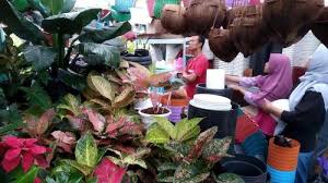 Saya menekuni hobi tanaman hias ini, selain menambah kesibukan di rumah, agar rumah terlihat lebih hidup. Pasty Jadi Tempat Berburu Tanaman Hias Di Kota Yogyakarta Tribun Jogja