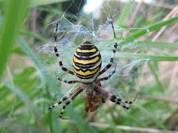 Maybe you would like to learn more about one of these? Echte Radnetzspinnen Orb Weaver Spiders Araneidae Fotoreiseberichte De