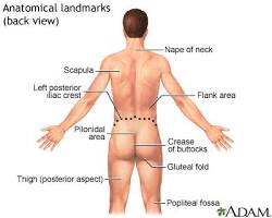 Image of Proximal anatomy
