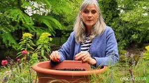 Drought tolerant flowers for pots. Drought Resistant Plants For Pots Youtube