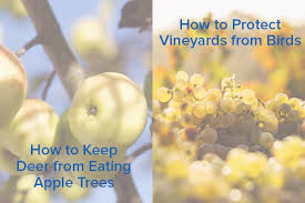 We did not find results for: How To Protect Vineyards From Birds Orchards From Deer Nite Guard