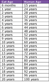 Cat In Human Years Conversion Chart Cat Years Cat Ages Cats
