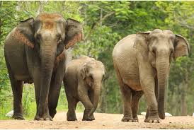 The elephant is earth's largest land animal, although the asian elephant is slightly smaller than its african cousin. Asian Elephant Wild Republic