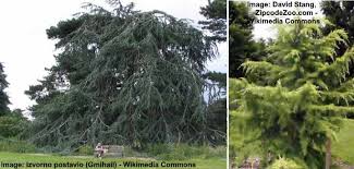 Let's take a look at some frequently asked questions about cedar shoe trees, their benefits, and how and when you should use them. Types Of Cedar Trees With Identification Guide Pictures And Name