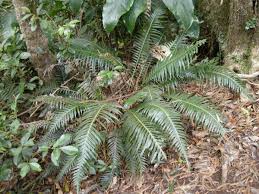 Image result for Blechnum attenuatum