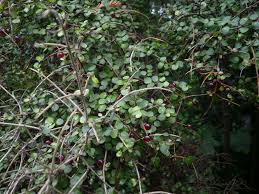 Image result for Coptosperma rhodesiacum