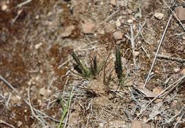 Image result for Tripogon