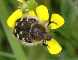 Image result for Tropinota hirta