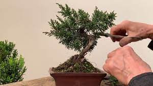 The juniper bonsai is essentially the small version of a juniper tree, a conifer, and there are many species of juniper which grow very well as bonsai; Improving Commercial Bonsai Part 1 Junipers Youtube