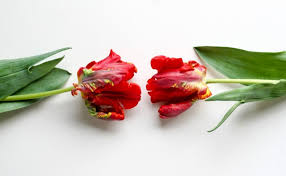 Flowers and valentine's day are a natural pairing. Best Flowers For Valentine S Day Besides Roses Cloverhome