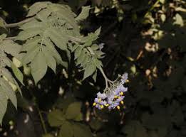 Image result for Solanum litoraneum