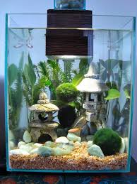 They are perfectly fine living on their own. Cute Fish Tank Cute Fish Aquarium Decorations Fish Tank