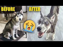 Siberian husky in dogs & puppies for sale. Reality Of Owning A Siberian Husky In India The Himalayan Husky Youtube
