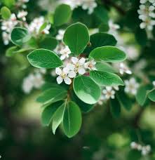 Image result for Amelanchier alnifolia