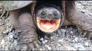 Snapping turtles can be dangerous. Newsflare Snapping Turtle Bites Man S Hand