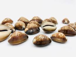 Cypraea Caputserpentis Cauri Coquillage Tete De Serpent Etsy Islamic Art Calligraphy Graffiti Alphabet Calligraphy Doodles