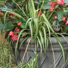 Image result for Chlorophytum silvaticum