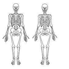 Check spelling or type a new query. How To Draw Men And Women Based On Their Skeletons Structure Medibang Paint