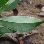 Image result for Leptaulus