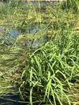 Image result for Urochloa oligobrachiata