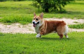 The site owner hides the web page description. å¨çˆ¾æ–¯æŸ¯åŸºçŠ¬ è'—åçŠ¬ç¨® ç™¼å±•æ­·å² å½¢æ…‹ç‰¹å¾µ æ€§æ ¼ç‰¹å¾µ é£¼é¤Šæ–¹æ³• æ¢³ç†çŠ¬æ¯› è‡ªèº«ä¿ ä¸­æ–‡ç™¾ç§'å…¨æ›¸