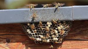How Long Do Hornets And Wasps Live - Pest Control Guelph