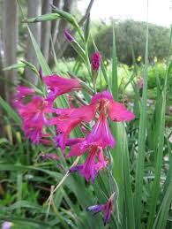 Image result for Gladiolus zambesiacus