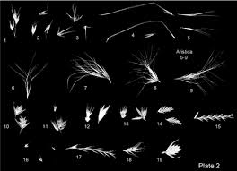 Image result for Poecilostachys oplismenoides