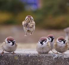 Avoir Confiance En Soi Comment Realiser Ses Reves Comment Vaincre La Timidite Comment Atteindre Ses Objectifs Animals Beautiful Pet Birds Cute Animals