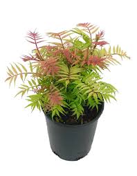 Image result for Sorbaria