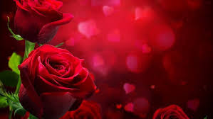 Beautiful Red Roses Love Hd Wallpaper Red Rose Love Beautiful Red Roses Rose